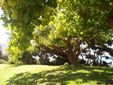 pretty tree