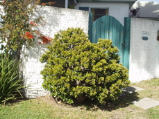 jade shrub