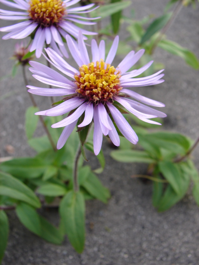 DSC00464.JPG